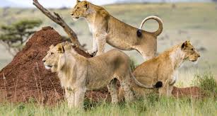 3 Days Masai Mara Safari1